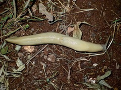 Urocyclidae