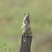 photo of California Ground Squirrel (Otospermophilus beecheyi)