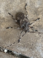 Lagocheirus araneiformis