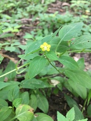 Lysimachia radicans