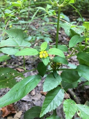 Lysimachia radicans