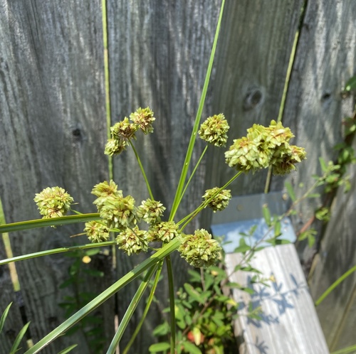 Cyperus virens image