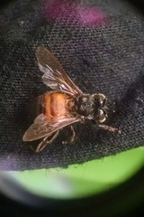 Apis mellifera