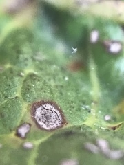 Anthocoptini