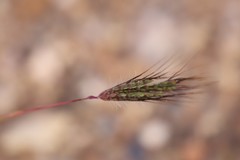 Dichanthium sericeum sericeum