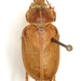 Hypothyce mixta - Photo (c) Mike Quinn, Austin, TX, some rights reserved (CC BY-NC), uploaded by Mike Quinn, Austin, TX