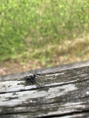 Phidippus putnami