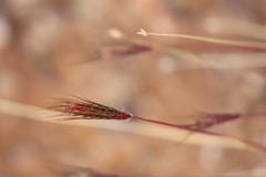 Dichanthium sericeum sericeum