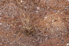 Dichanthium sericeum sericeum