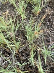 Distichlis spicata spicata