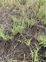 Distichlis spicata spicata