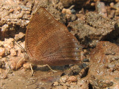 Fountainea rayoensis