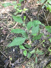 Forestiera acuminata