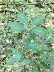 Forestiera acuminata