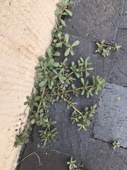 Portulaca oleracea
