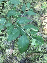 Forestiera acuminata