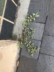 Portulaca oleracea