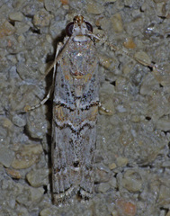 Zamagiria australella