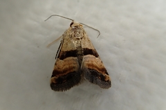 Pseudozarba bipartita