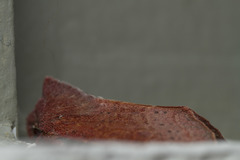 Orthosia transparens