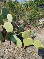 Opuntia tunoidea