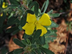 Hibbertia acuminata