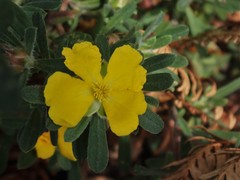 Hibbertia acuminata