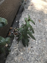 Tracheophyta