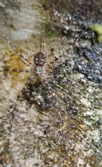 Neotama mexicana