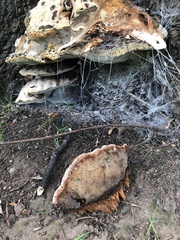Fungi