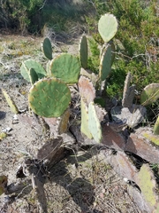 Opuntia tunoidea