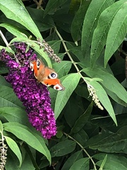 Aglais io