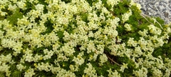 Galium cespitosum