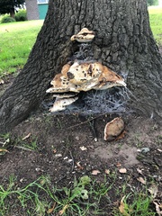 Fungi