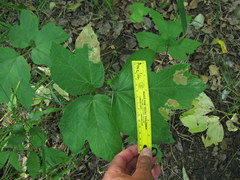 Phytomyza actaeivora