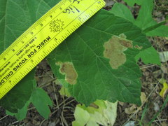 Phytomyza actaeivora