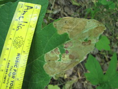 Phytomyza actaeivora