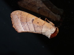 Datana major