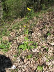 Doronicum plantagineum