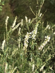 Melilotus albus image