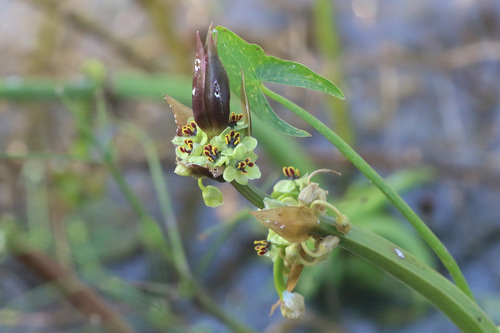 Astonia australiensis