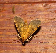 Omiodes indicata