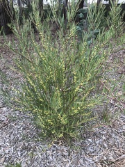 Acacia stricta