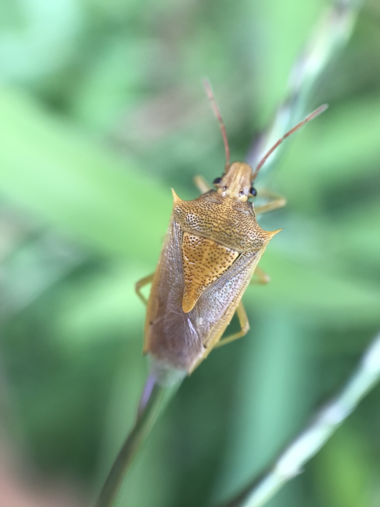 Rice Stink Bug from Georgia Tech, Atlanta, Georgia, USA on August 06 ...