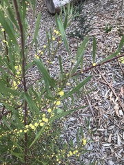 Acacia stricta