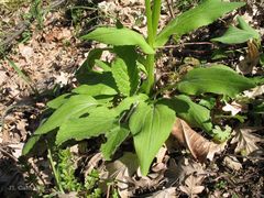 Doronicum plantagineum