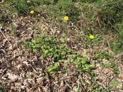 Doronicum plantagineum