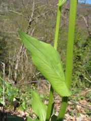 Doronicum plantagineum