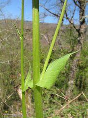 Doronicum plantagineum