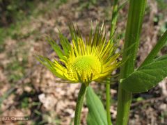 Doronicum plantagineum